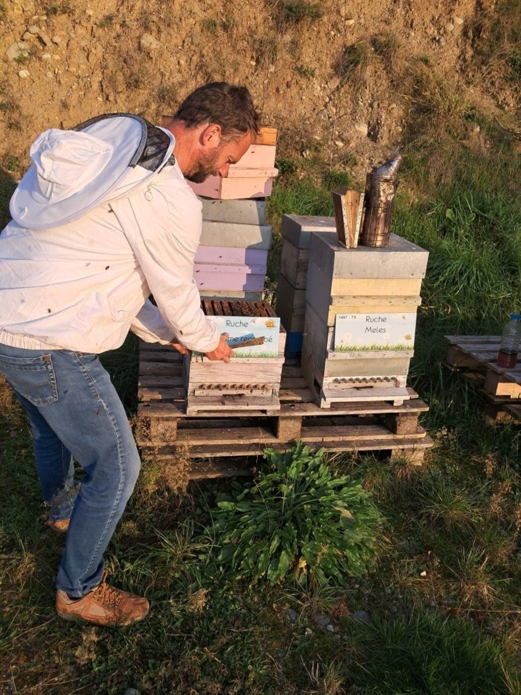 La ruche Mégasome recourbé