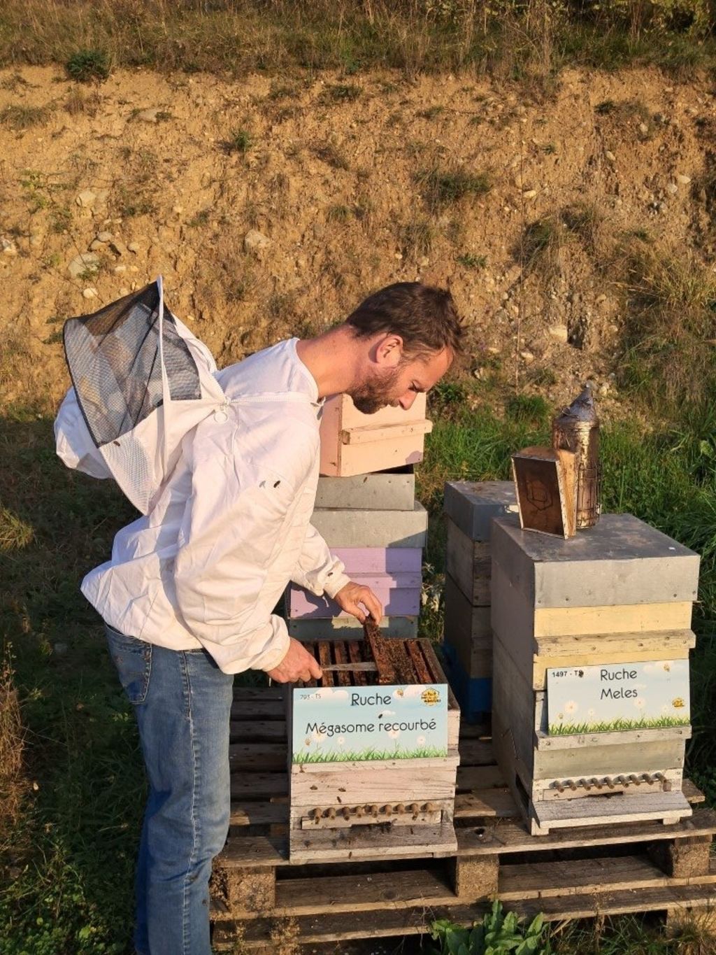 La ruche Mégasome recourbé