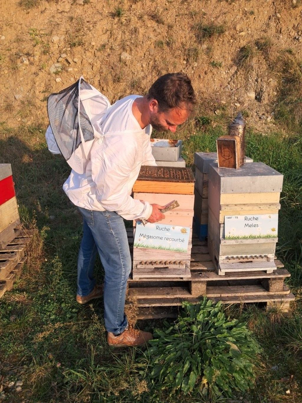 La ruche Mégasome recourbé