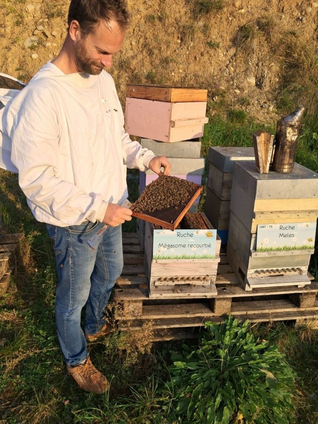 La ruche Mégasome recourbé