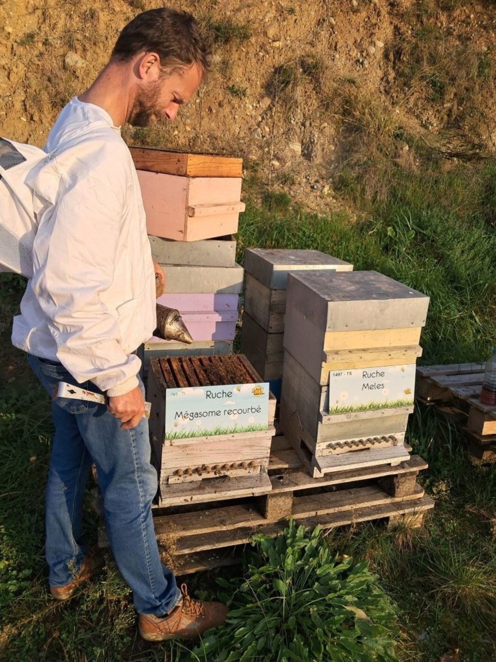 La ruche Mégasome recourbé