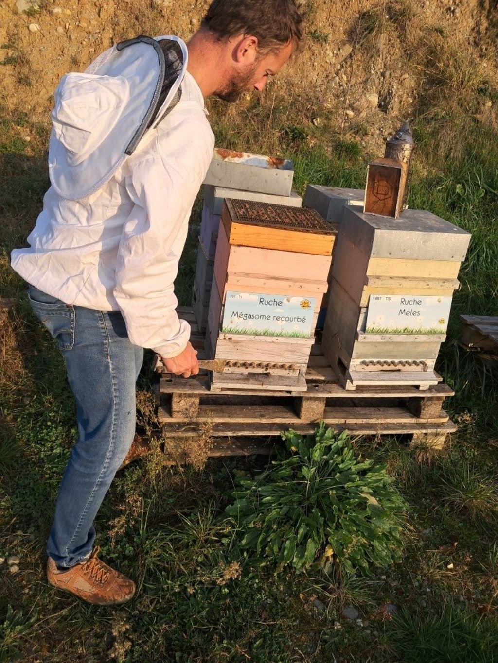 La ruche Mégasome recourbé