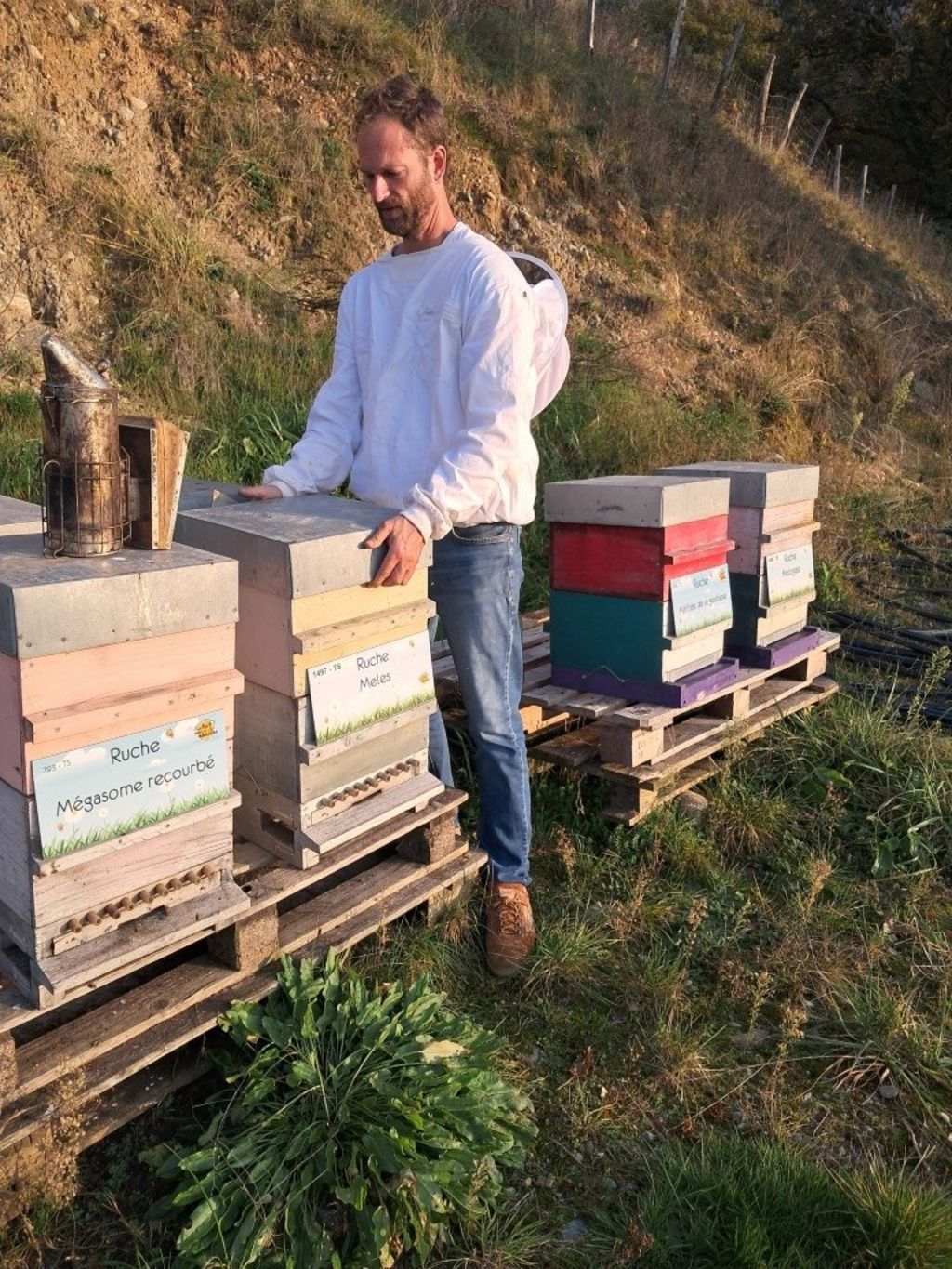 La ruche Mégasome recourbé