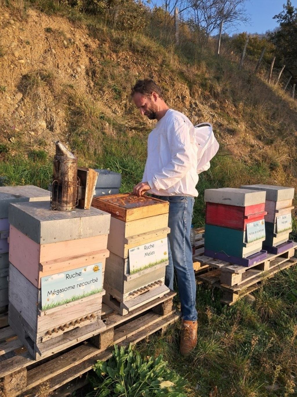 La ruche Mégasome recourbé