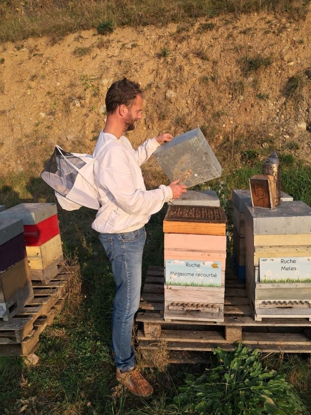 La ruche Mégasome recourbé