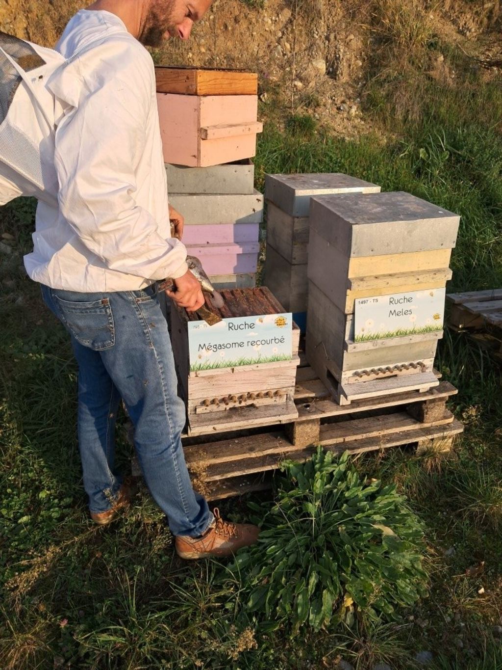 La ruche Mégasome recourbé