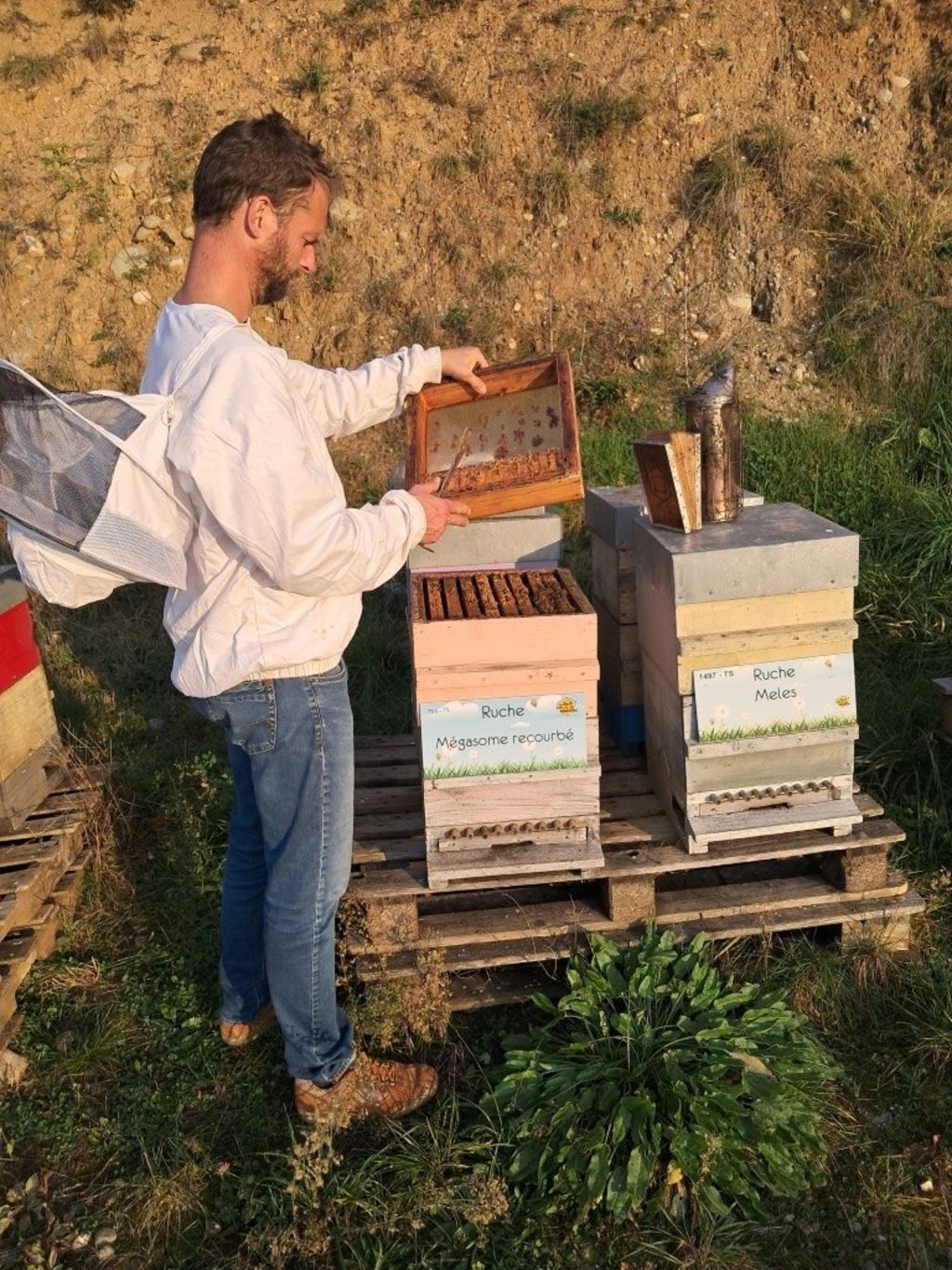 La ruche Mégasome recourbé