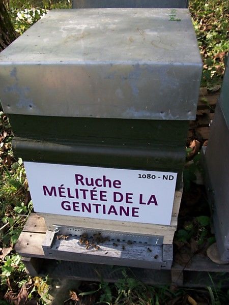 La ruche 