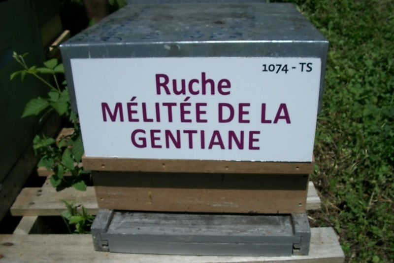 La ruche Mélitée de la gentiane