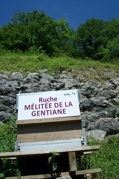 La ruche Mélitée de la gentiane
