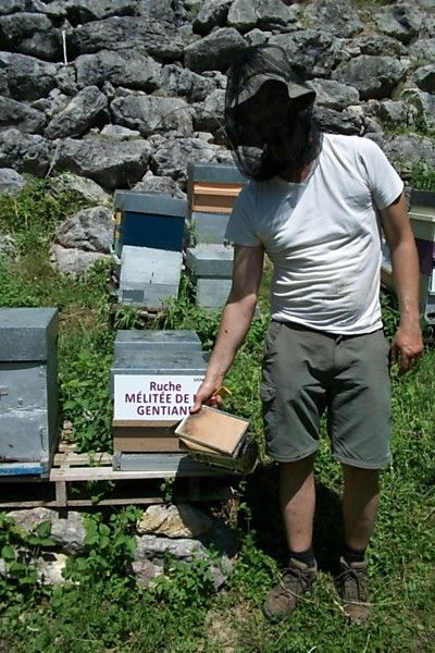 La ruche Mélitée de la gentiane