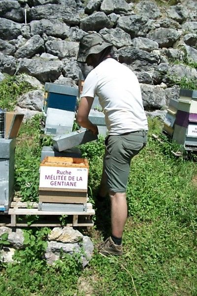 La ruche Mélitée de la gentiane