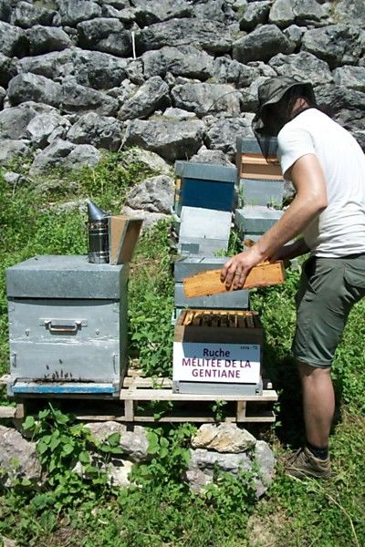 La ruche Mélitée de la gentiane