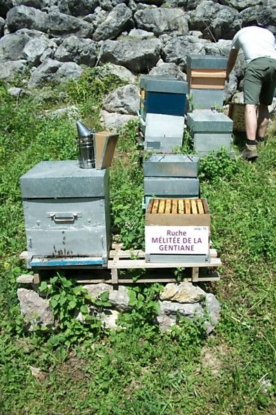 La ruche Mélitée de la gentiane