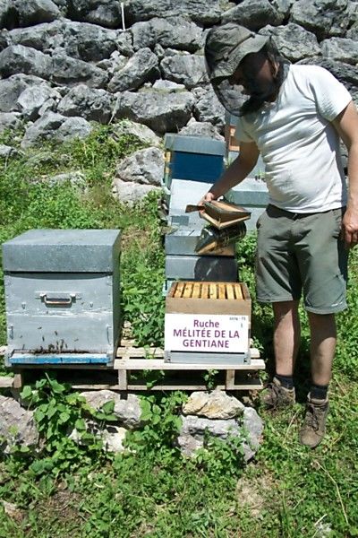La ruche Mélitée de la gentiane