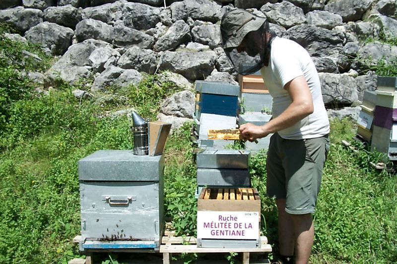 La ruche Mélitée de la gentiane