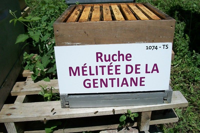 La ruche Mélitée de la gentiane