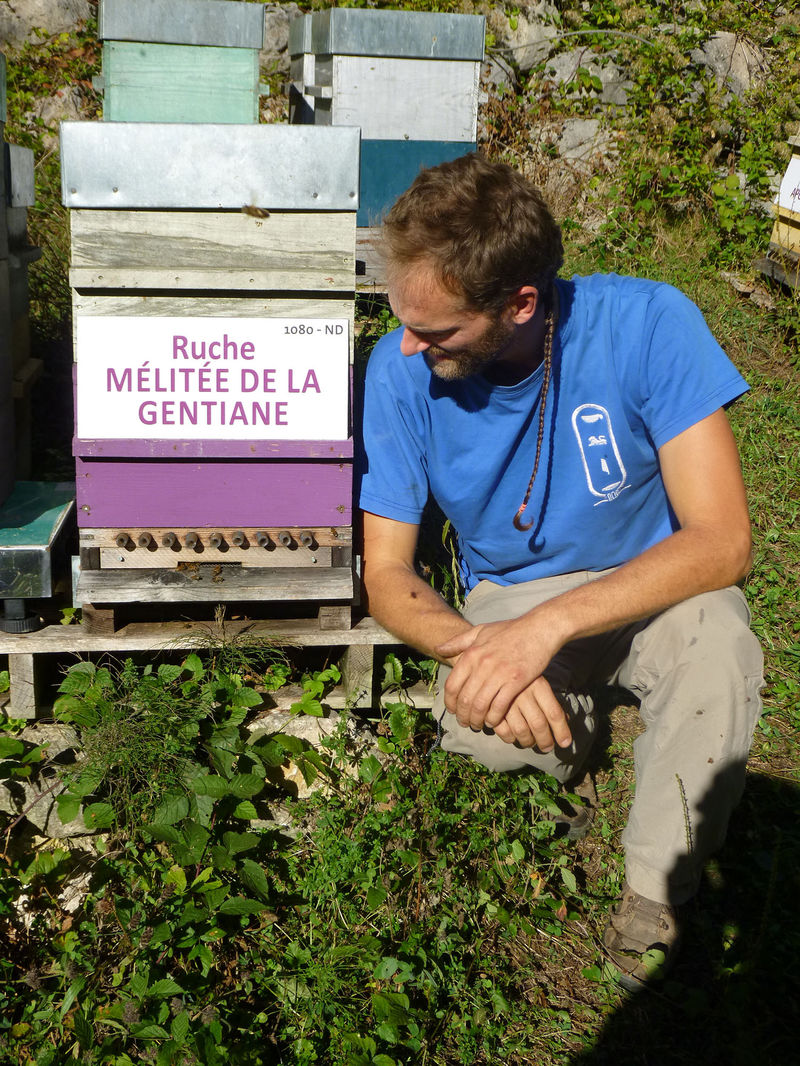 La ruche Mélitée de la gentiane