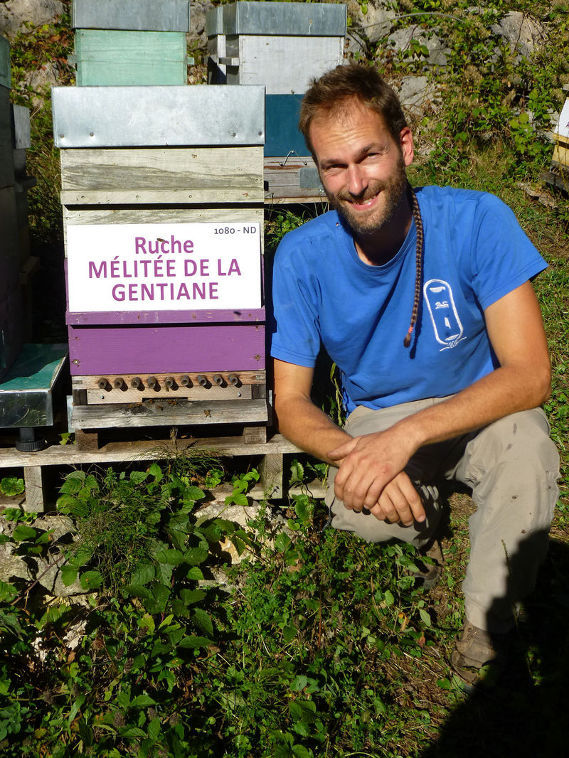 La ruche Mélitée de la gentiane