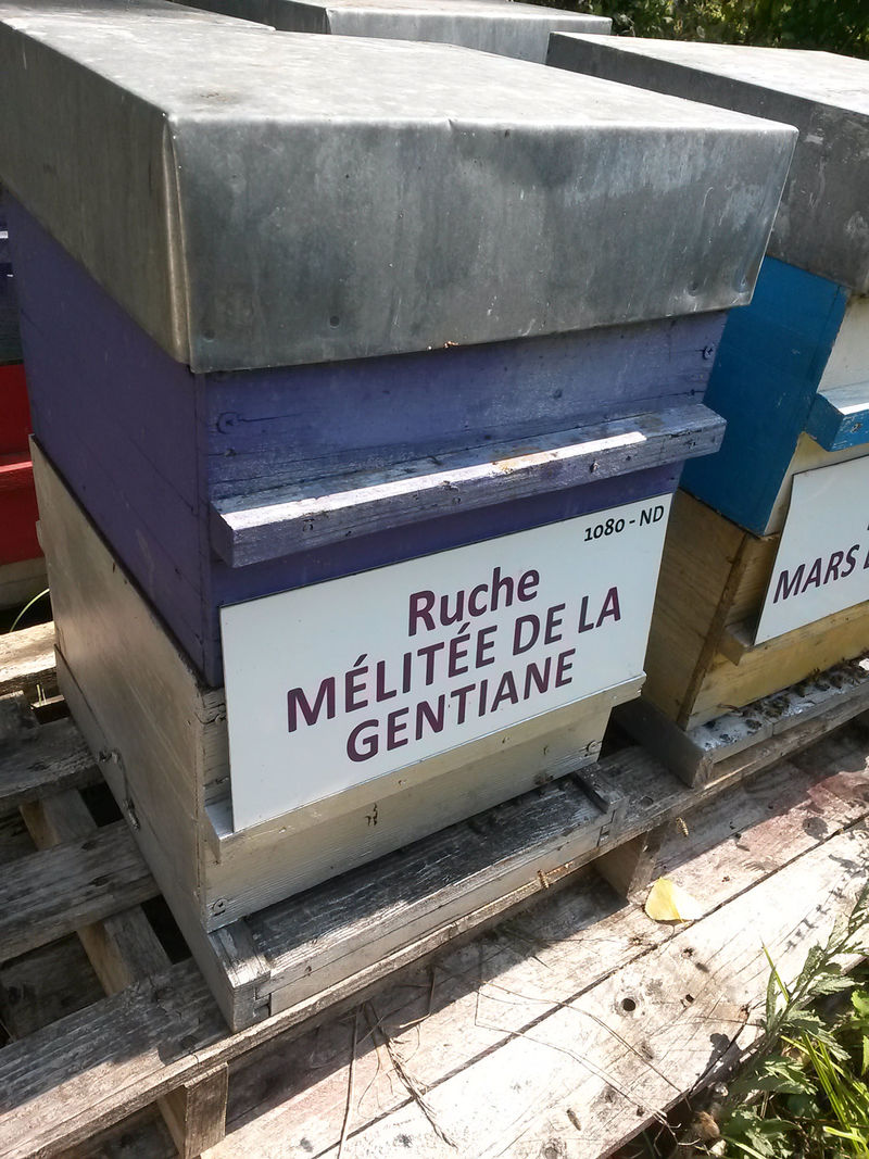 La ruche Mélitée de la gentiane