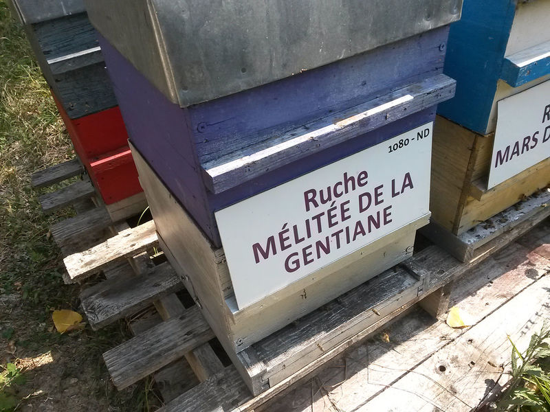 La ruche Mélitée de la gentiane