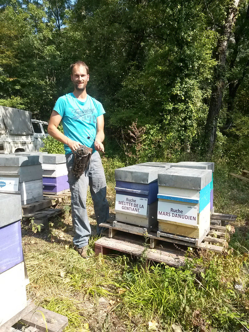 La ruche Mélitée de la gentiane