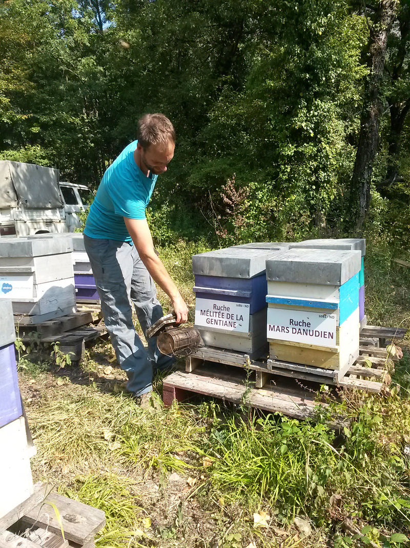 La ruche Mélitée de la gentiane
