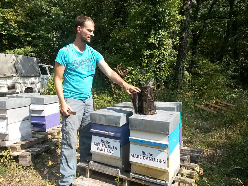 La ruche Mélitée de la gentiane