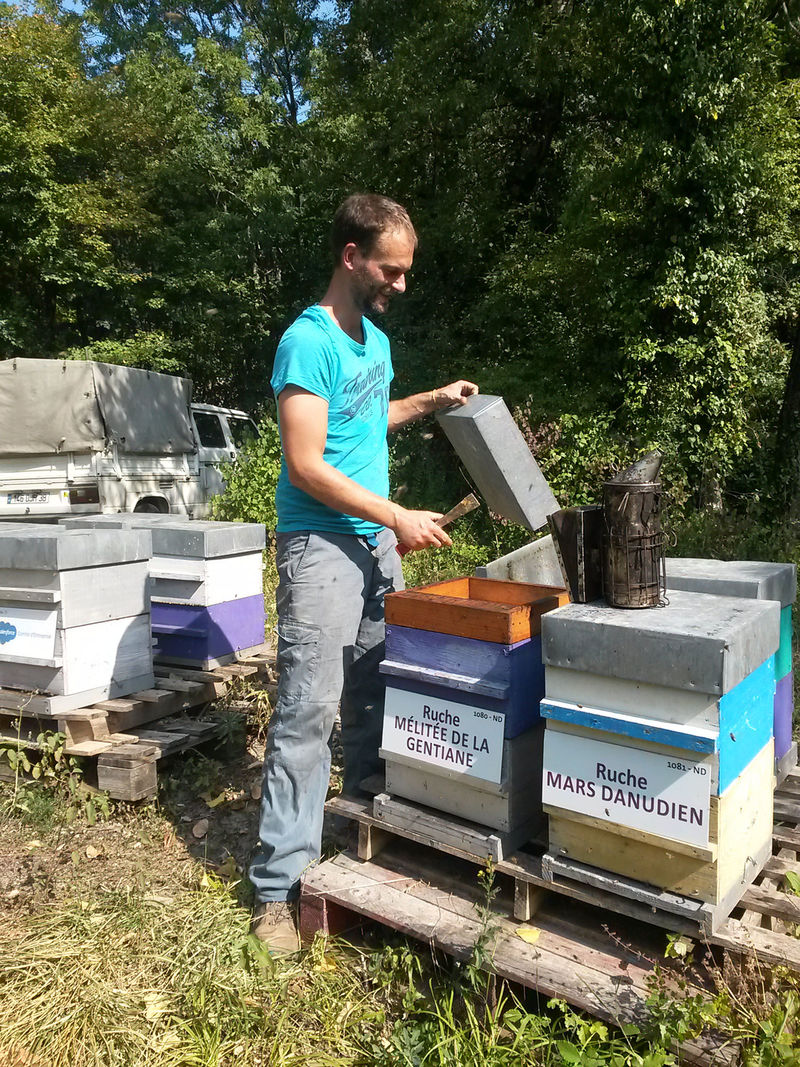 La ruche Mélitée de la gentiane