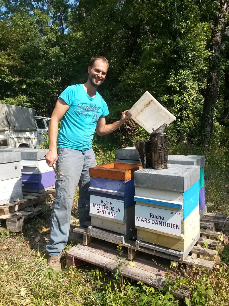 La ruche Mélitée de la gentiane
