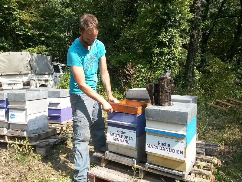 La ruche Mélitée de la gentiane