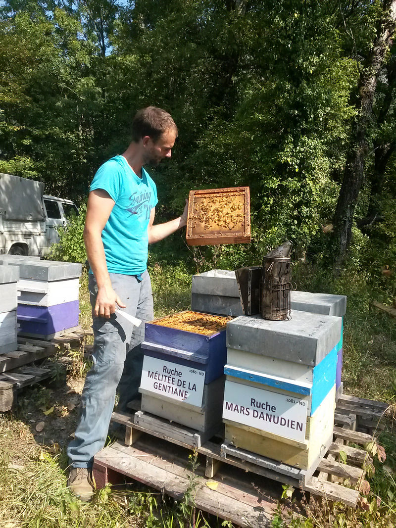 La ruche Mélitée de la gentiane