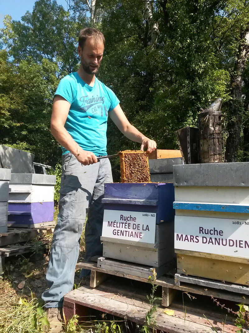 La ruche Mélitée de la gentiane