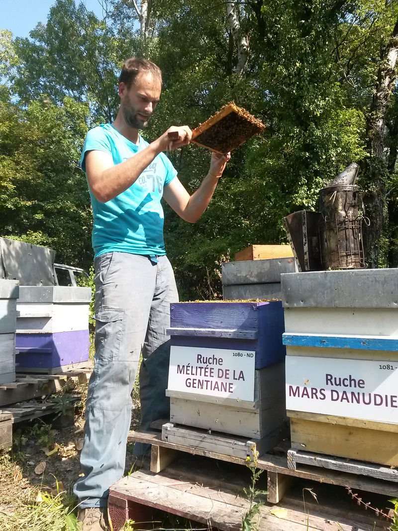 La ruche Mélitée de la gentiane