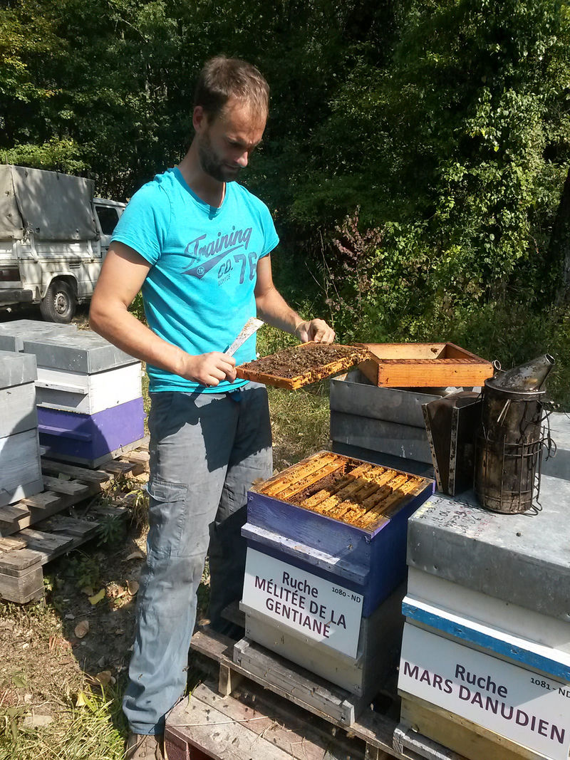 La ruche Mélitée de la gentiane
