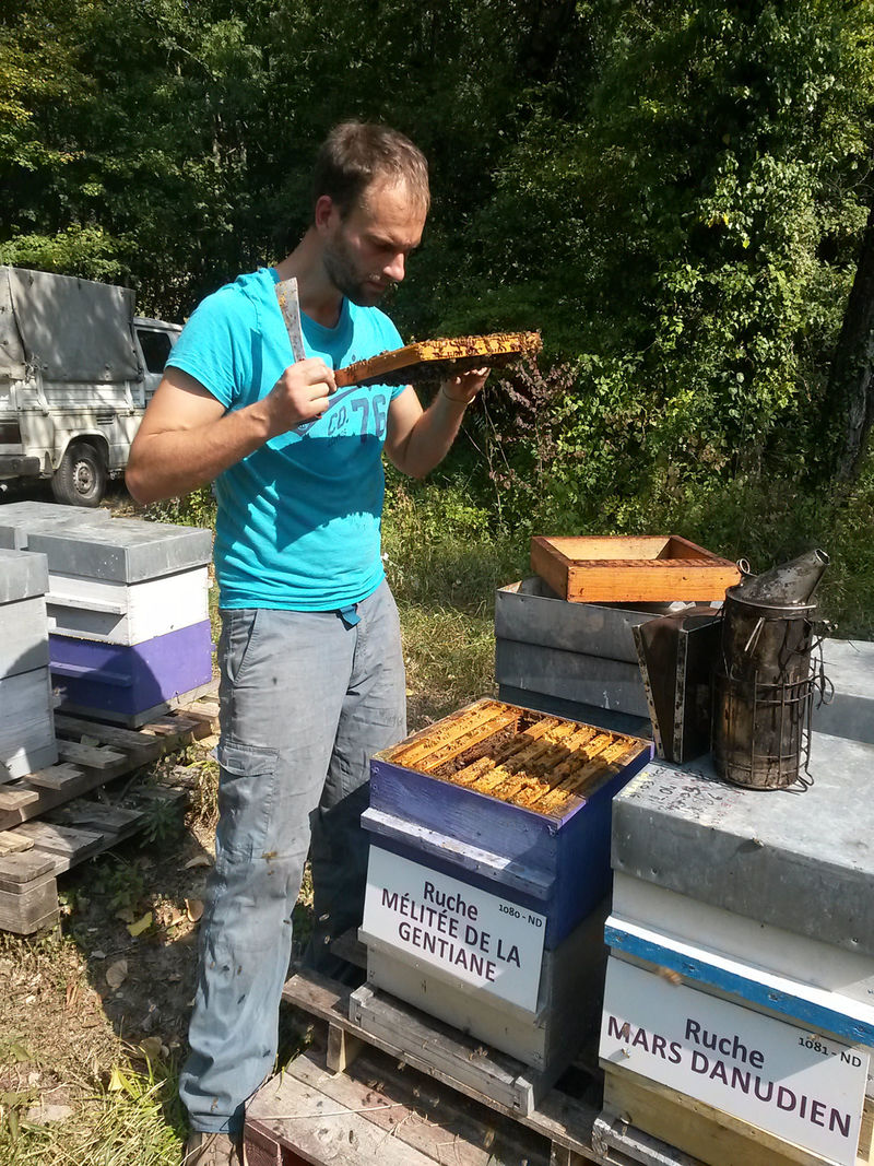 La ruche Mélitée de la gentiane