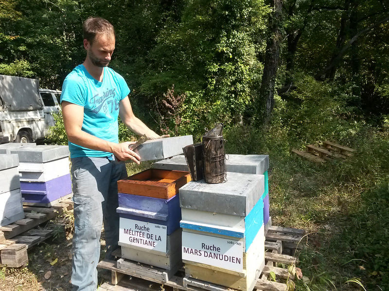 La ruche Mélitée de la gentiane