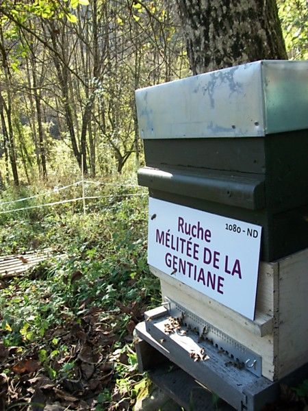 La ruche Mélitée de la gentiane