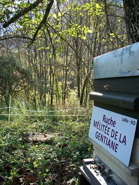 La ruche Mélitée de la gentiane