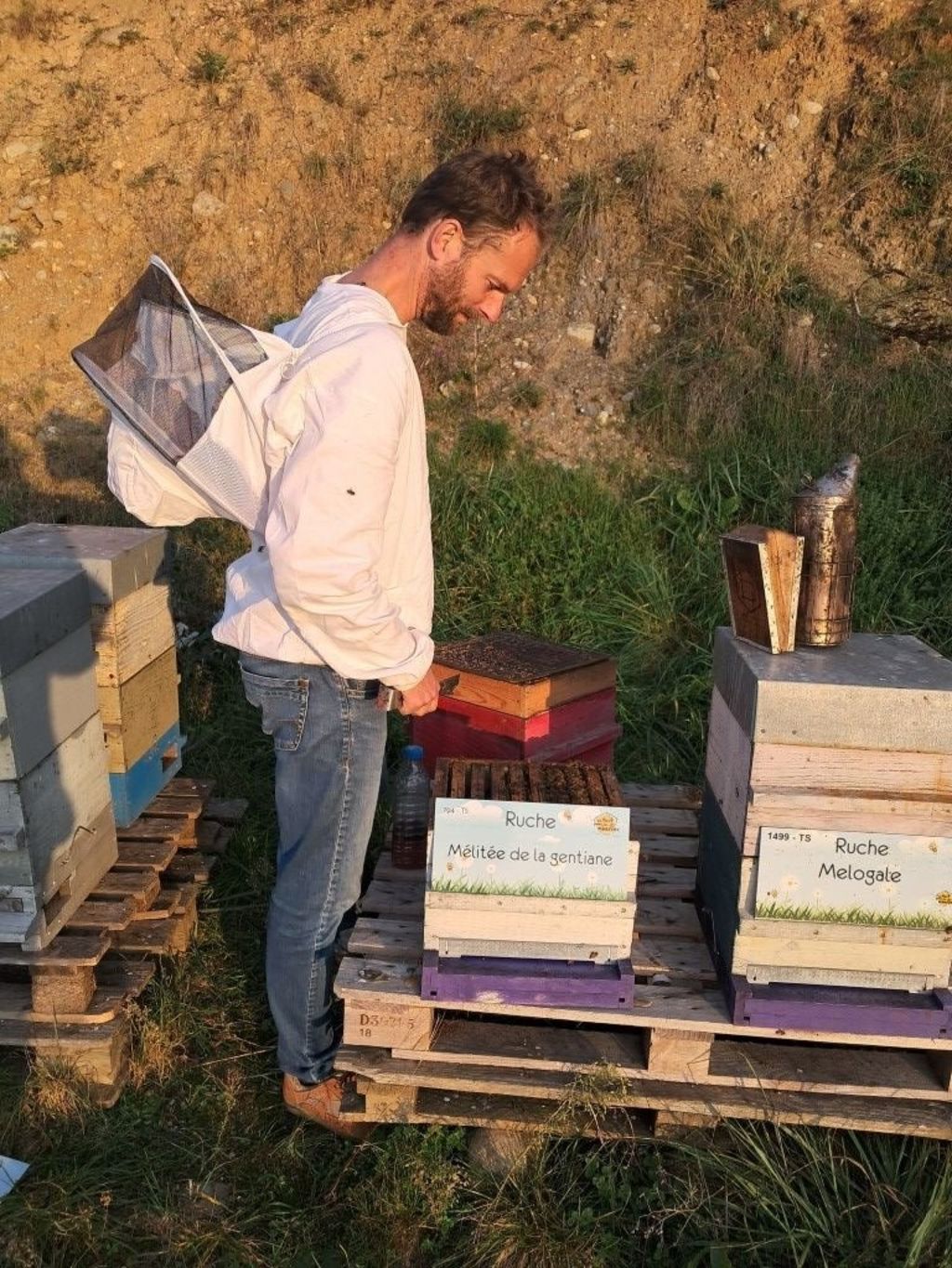 La ruche Mélitée de la gentiane