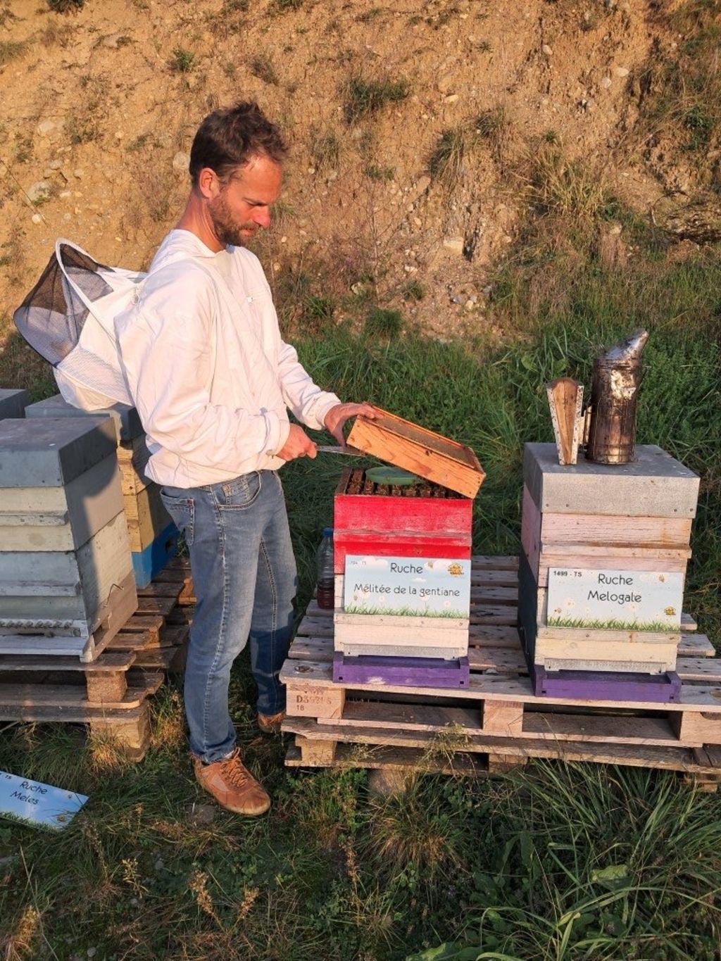 La ruche Mélitée de la gentiane