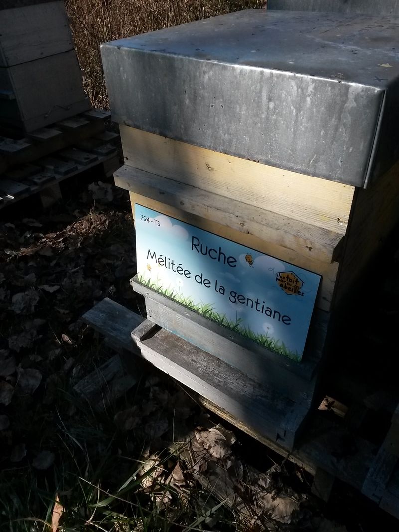 La ruche Mélitée de la gentiane