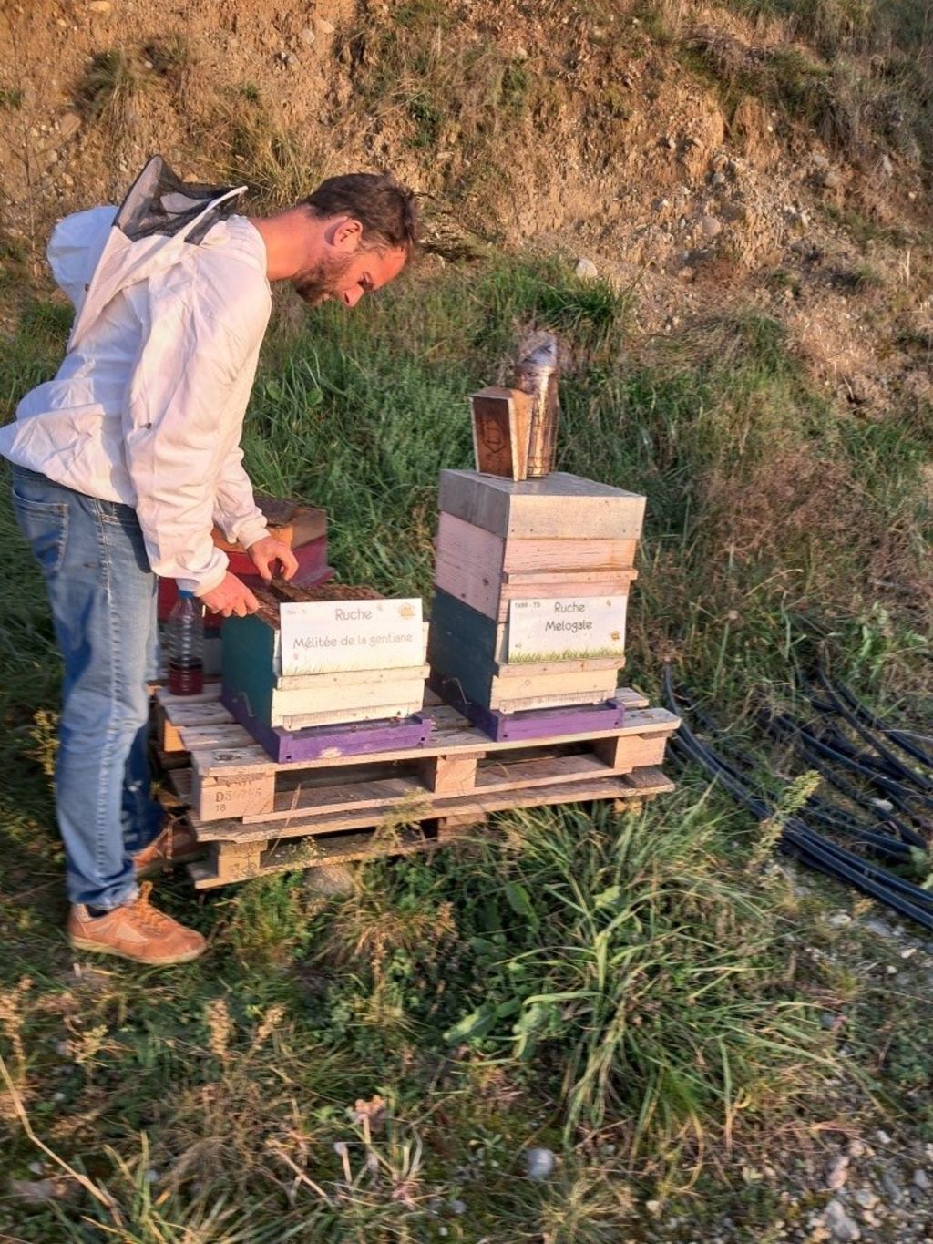 La ruche Mélitée de la gentiane