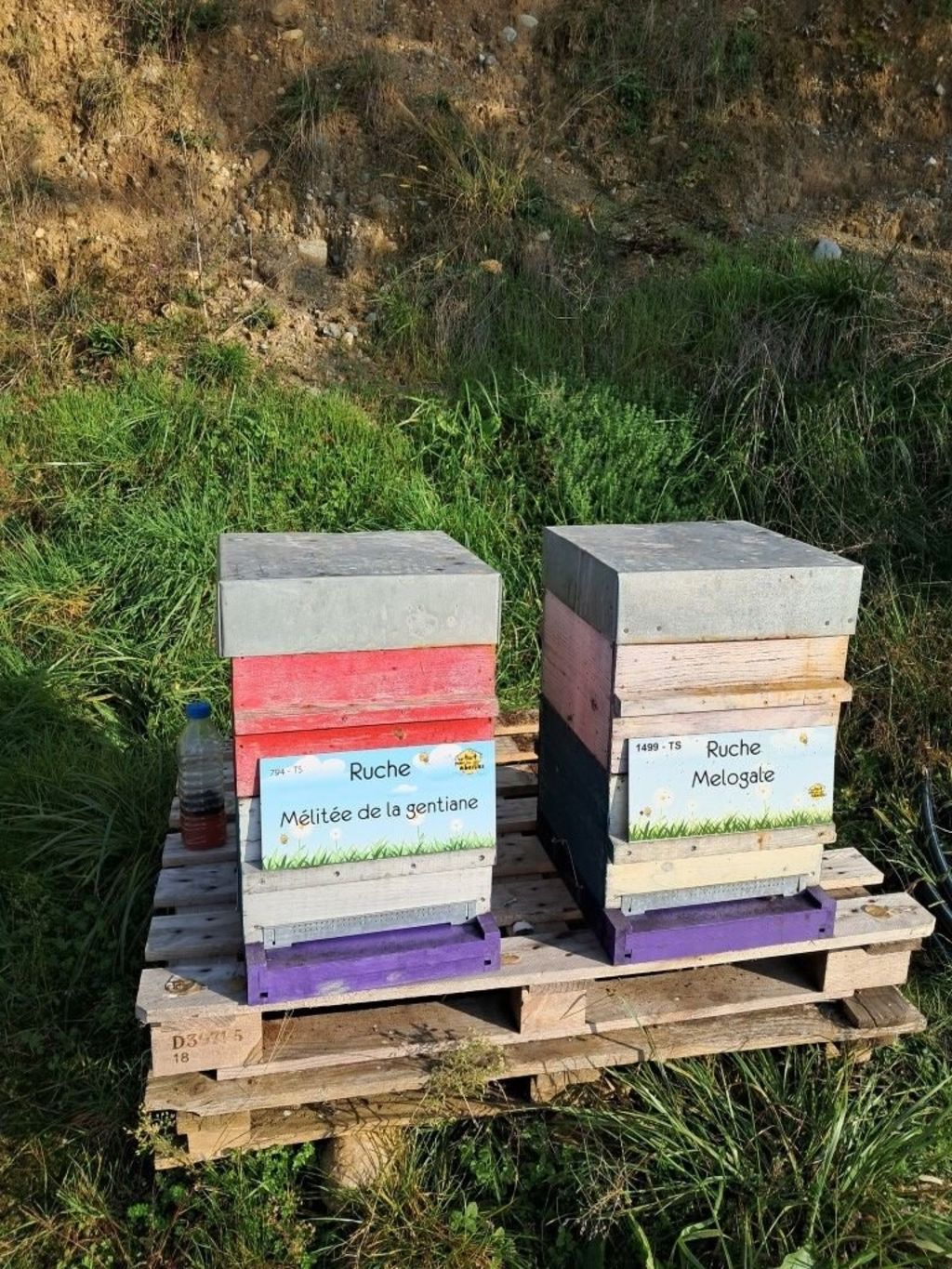 La ruche Mélitée de la gentiane