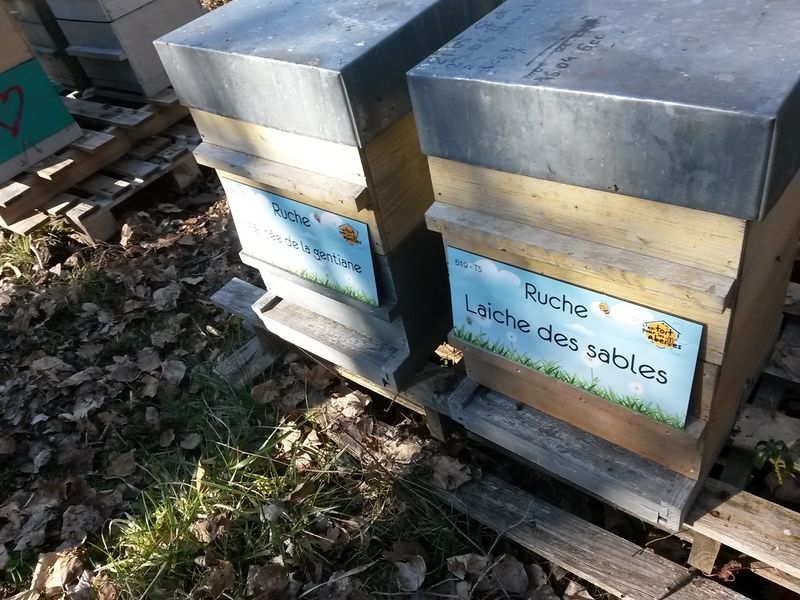 La ruche Mélitée de la gentiane