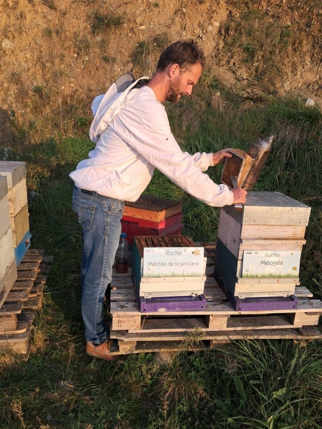 La ruche Mélitée de la gentiane