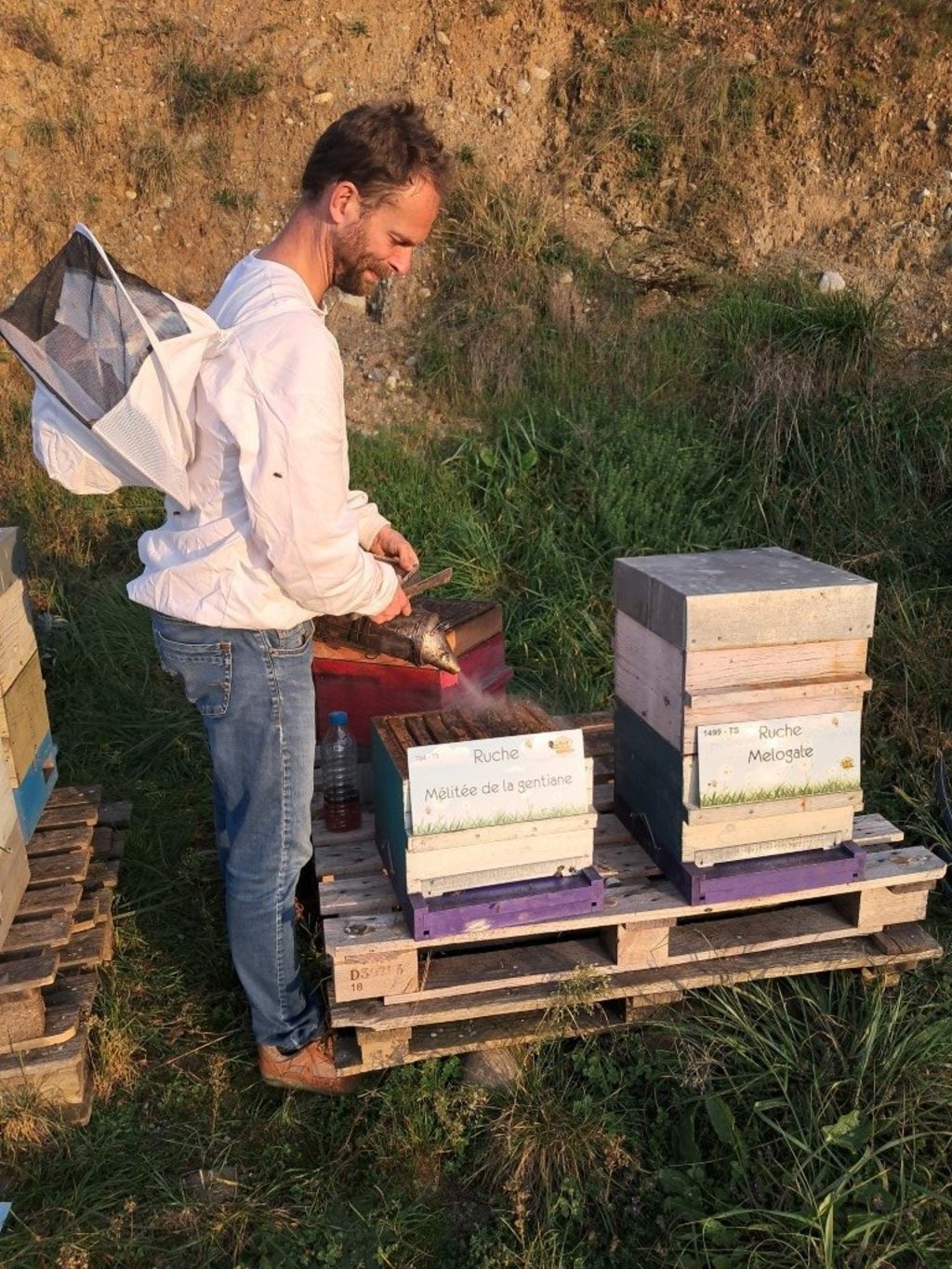 La ruche Mélitée de la gentiane