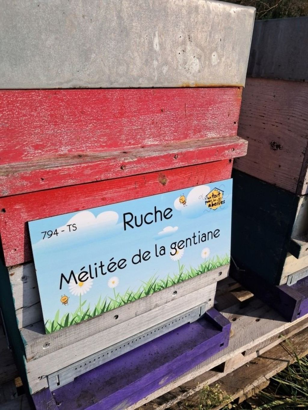 La ruche Mélitée de la gentiane