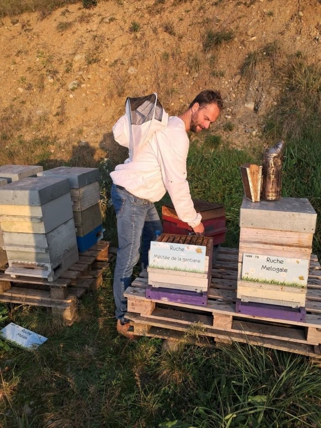 La ruche Mélitée de la gentiane