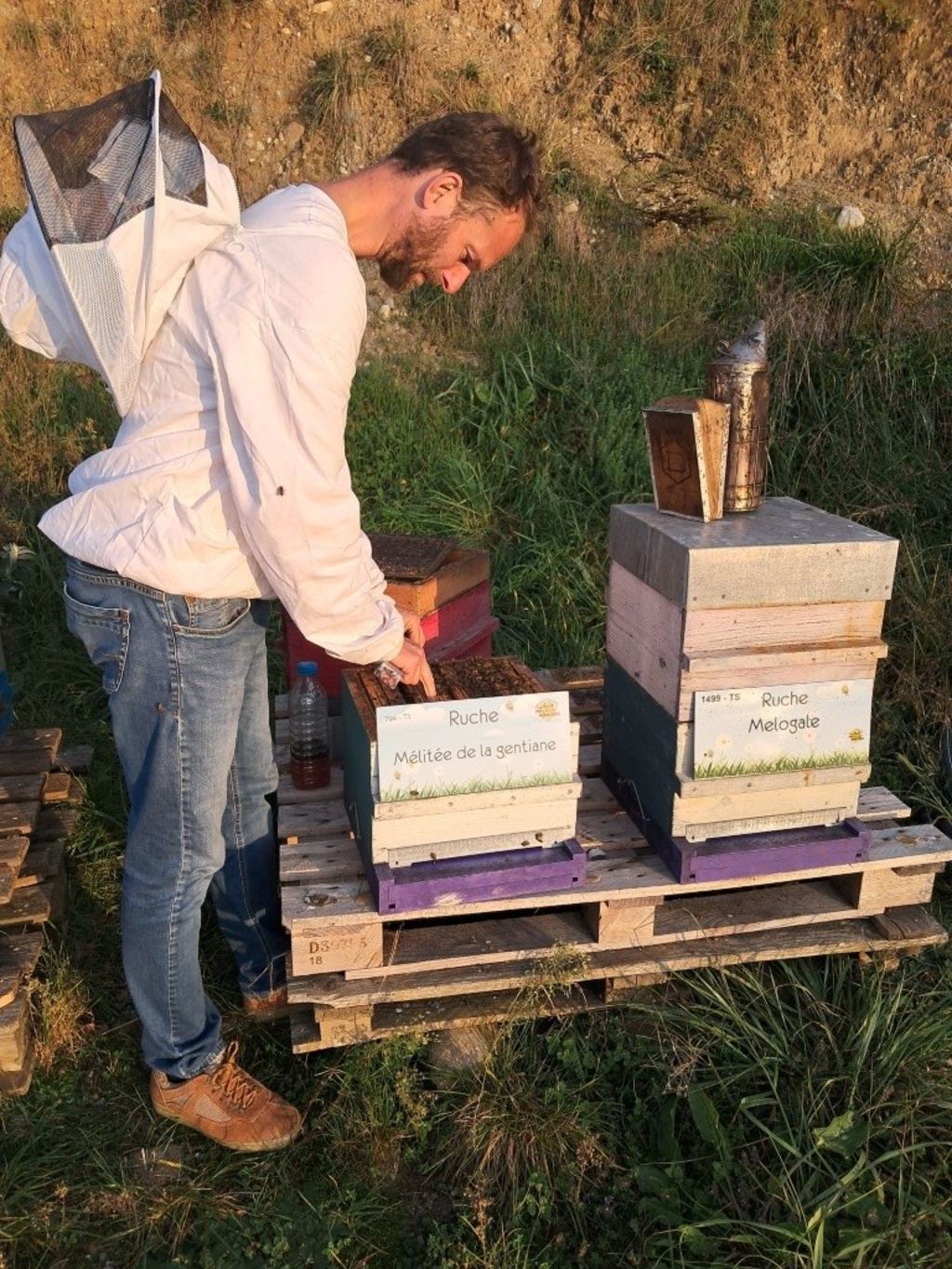 La ruche Mélitée de la gentiane